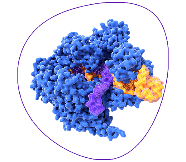 Enzyme Database